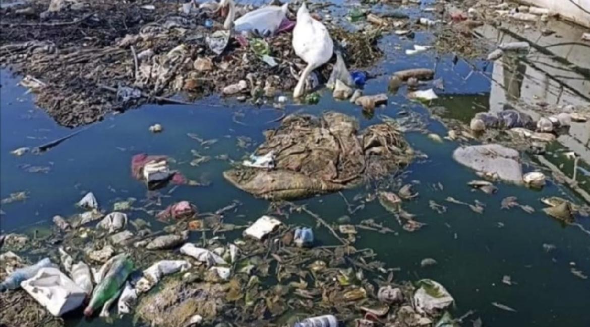 Rukavac Dunava pun nečistoća i otpada